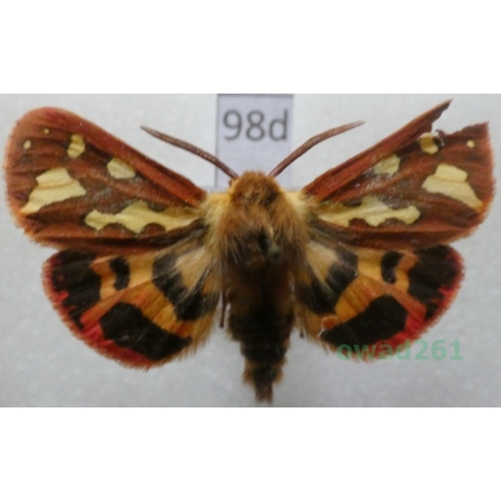 Arctia testudinaria (Geoffroy in Fourcroy, 1785) male Switzerland98d
